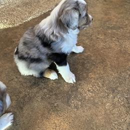 Miniature Australian Shepherd and Toy Australian Shepherd Puppies from T’s Mini and Toy Aussies