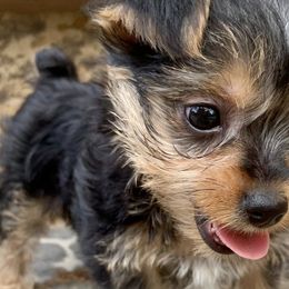 Yorkshire Terriers from Browns Yorkie Oasis