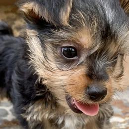 Yorkshire Terriers from Browns Yorkie Oasis