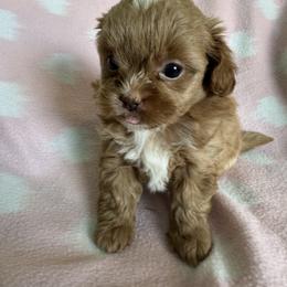 Girl 3 - Gold and white female Shihpoo puppy in Cedar Springs, Michigan from Pridespoodles