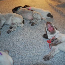 German Shorthaired Pointer and Greater Swiss Mountain Dog Puppies from Suma Kennels