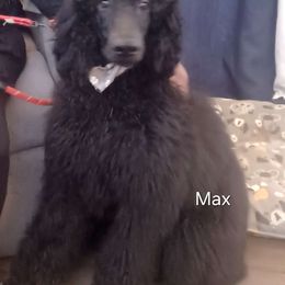 Max - Poodle puppy from Nailah's Beauties: Standard Poodles