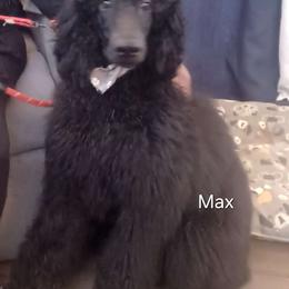 Max - Poodle puppy from Nailah's Beauties: Standard Poodles
