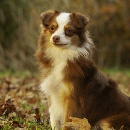 Rowan - Toy Australian Shepherd