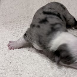 Boy 3 - Blue merle Miniature Australian Shepherd puppy in Corydon, Indiana from Arbuckle’s Lookin Good Aussies (LGA)