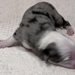 Boy 3 - Blue merle Miniature Australian Shepherd puppy in Corydon, Indiana from Arbuckle’s Lookin Good Aussies (LGA)