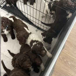 Cane Corso and Lagotto Romagnolo Puppies from El Dorado Cane Corso