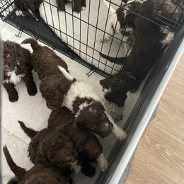 Cane Corso and Lagotto Romagnolo Puppies from El Dorado Cane Corso