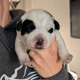 Yellow Collar - Blue male Australian Cattle Dog puppy in Ammon, Idaho from Piney River Cattle Dogs