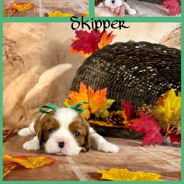 Skipper - Blenheim male Cavalier King Charles Spaniel puppy in De Pere, Wisconsin from Rose Garden Kennels