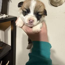 Boy 1 - Red male Pembroke Welsh Corgi puppy in White Sulfur Springs, Montana from Montana Shorties