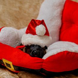 Grey - Black brindle male Dutch Shepherd puppy in Auburn, Georgia from Faberge Hollandse Herdershond