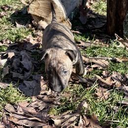 Ash - Brindle and white male Bull Terrier puppy in Springfield, Ohio from Lynn Hill Bull Terriers
