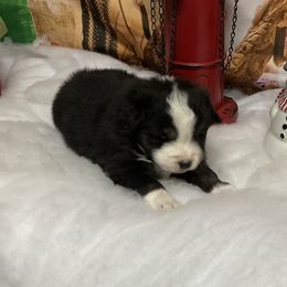 Pandora - Black tri female Miniature Australian Shepherd puppy in Signal Mountain, Tennessee from D & D Miniature and Toy Australian Sheppards