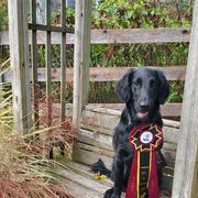Flat-Coated Retriever All Grown Up from Weathervane Flat-Coated Retrievers