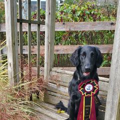 Flat-Coated Retriever All Grown Up from Weathervane Flat-Coated Retrievers