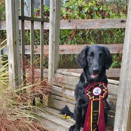 Flat-Coated Retriever All Grown Up from Weathervane Flat-Coated Retrievers