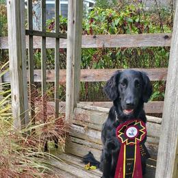 Flat-Coated Retriever All Grown Up from Weathervane Flat-Coated Retrievers