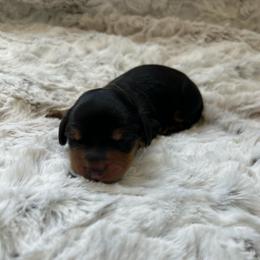 Hagrid - Black and tan male Dachshund puppy in Casper, Wyoming from Daisy's Doxies & Doodles