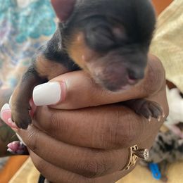 Black and Tan - Black and tan female Yorkshire Terrier puppy in Sareki, Georgia from Melissa's Paw Impressions