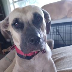 Leeloo - Black Mouth Cur