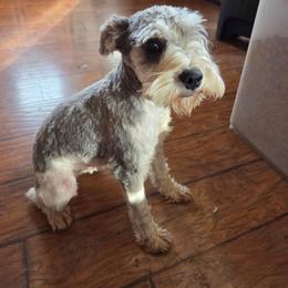 Archie - Miniature Schnauzer