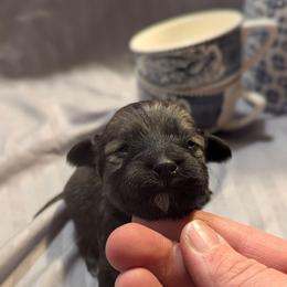 Daisy - Black and tan female Havanese puppy in Zanesville, Ohio from Charlotte Landry