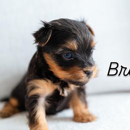 Yorkshire Terriers from Precious Puppies