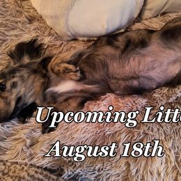 Dachshund Puppies from BleuBayou Dachshunds