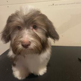 Winston - Havanese
