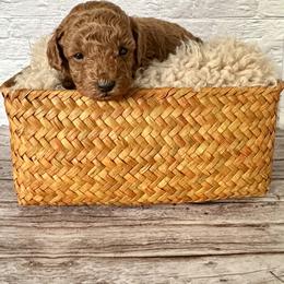 Firework (AKC) - Red  male Poodle puppy in Riverside, California from Red Toy Poodle World