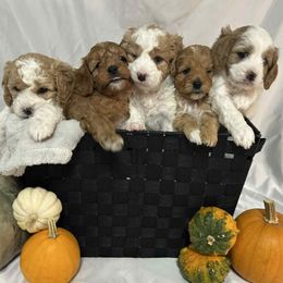 Cavapoo puppies from Tiffani's Cavapoos