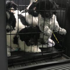 Schapendoes Puppies from Dream Star Schapendoes