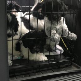 Schapendoes Puppies from Dream Star Schapendoes