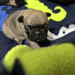 Blanche - Fawn female French Bulldog puppy in Greenville, Texas from Lisa's French Bulldogs