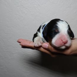 Tuk - Tri-color female Bernedoodle puppy in Palmetto Bay, Florida from SOMIDOODLES
