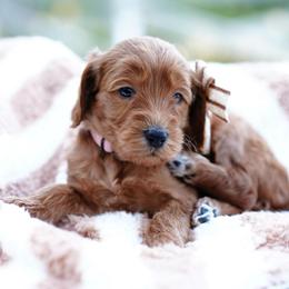 Penny - Red  female Goldendoodle puppy in Spokane, Washington from Puppy Love