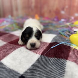 Hank - Blue belton and tan (tri-color) English Setter puppy in Lake Tomahawk, Ohio from StoneyBrook Setters