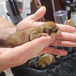 Sable Boy - Liver male Yorkshire Terrier puppy in Overland, Missouri from Kim's Yorkshire Terriers