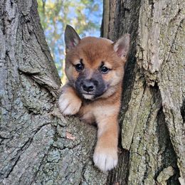 Mochi - Red male Shiba Inu puppy in Carpentersville, Illinois from Veronika's Shiba Inus