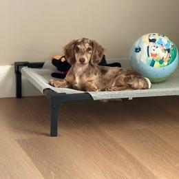 Nestlé - Dachshund
