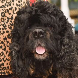 Remi - Cocker Spaniel