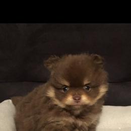 Pomeranian Puppies from Lisas Pomeranians