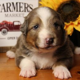 Australian Shepherd Puppies from Haulin' Auss Shepherds