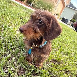 Tillie Rae - Chocolate and tan female Dachshund puppy in Winter Haven, Florida from Davidson's Dachshunds