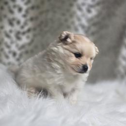 Truffle - Cream parti male Pomeranian puppy in Plainfield, Indiana from Abby's Pampered Pooches