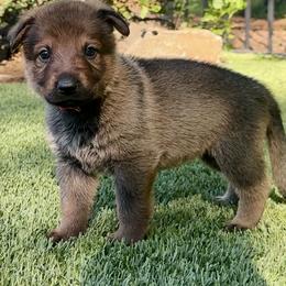 Rosie - Sable female German Shepherd puppy in Sonora, California from Elite Haus K9