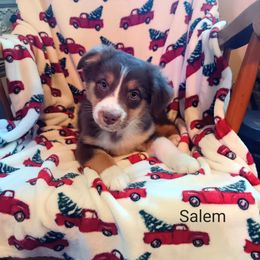 Australian Shepherd Puppies from Van Huitt Australian Shepherds