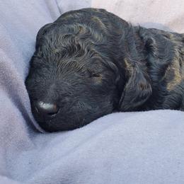 Boy 4 - male Poodle puppy in Patterson, California from Paterson Poodles