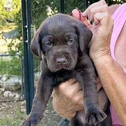 Dilute Retriever and Labrador Retriever Puppies from The Sugar & Spice Ranch Labrador Retrievers